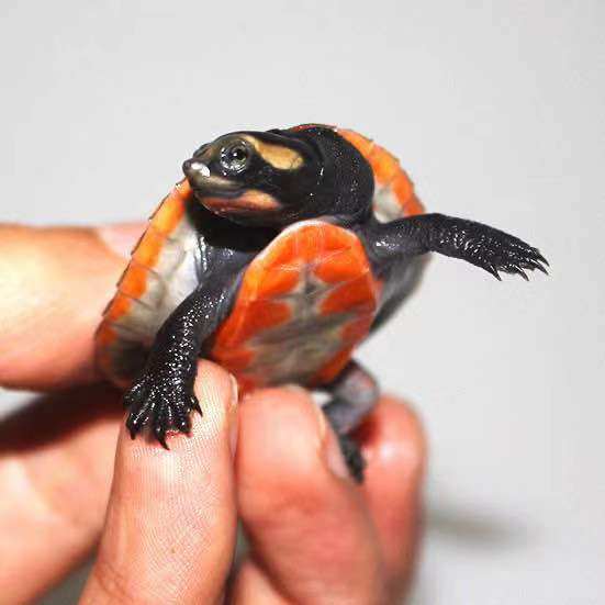 圆澳活体忍者神龟侧颈热带深水吃粪清理鱼缸粑粑龟