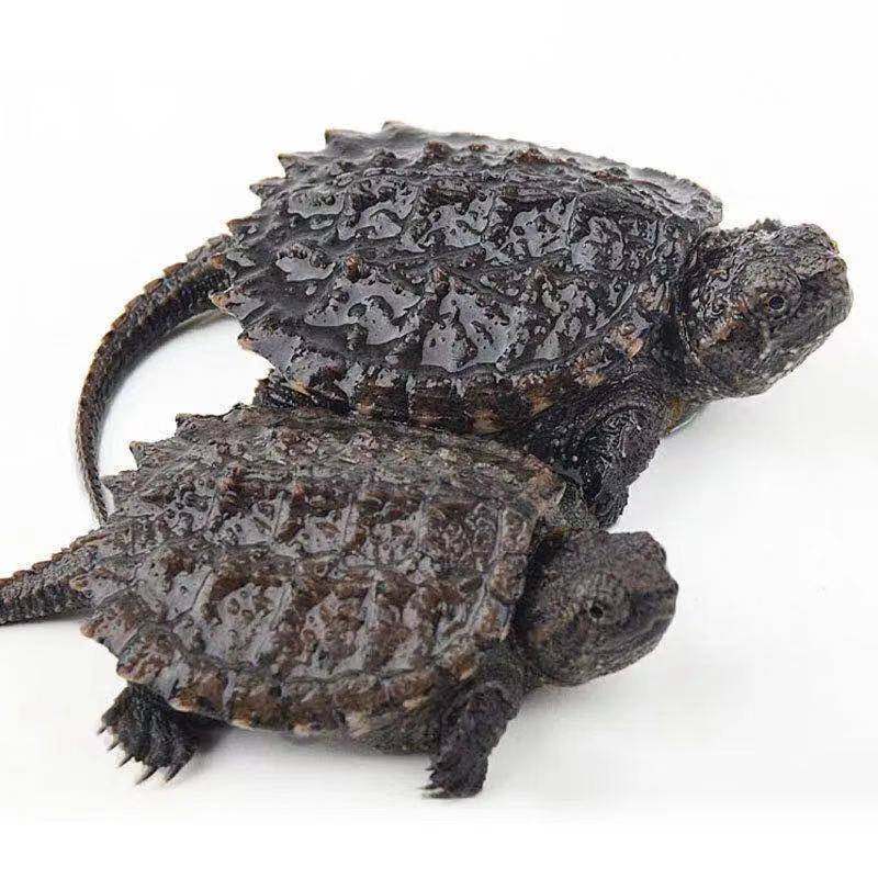 北美小鳄龟活观赏鳄鱼龟苗杂佛纯佛爆刺凶猛龟