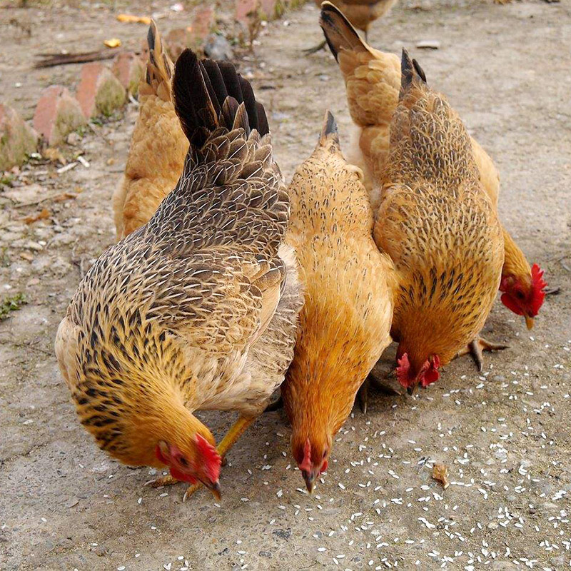 芮瑞农家散养土鸡2年新鲜黄油老母母鸡柴鸡整鸡