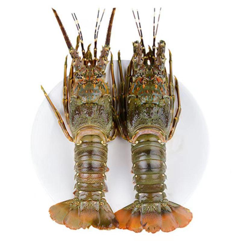 龙虾东山岛小青小青龙鲜活冷冻青龙对虾海鲜500g冻虾