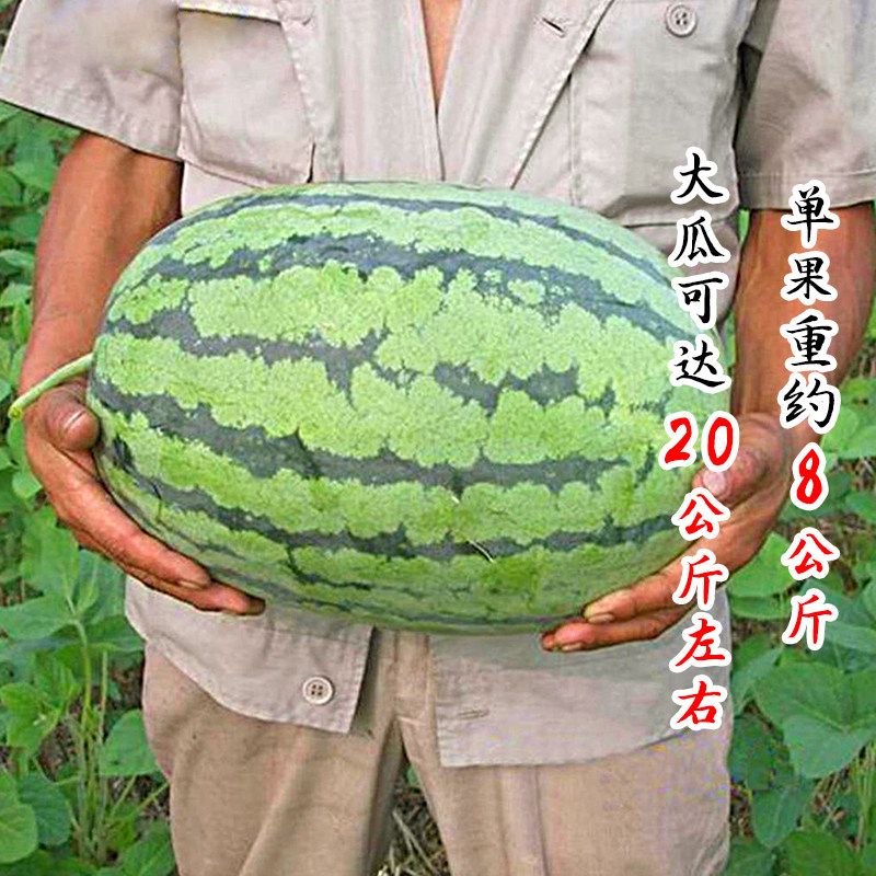 懒汉西瓜绿帝汉王巨型种子种籽南方特大超大家庭园艺种子