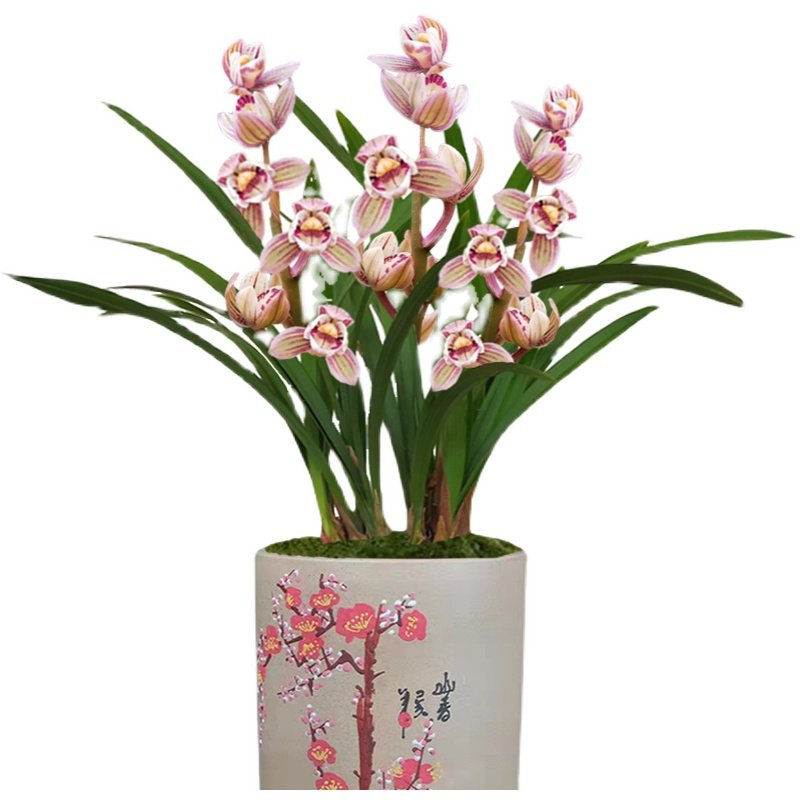 有香味兰花花苗建兰荷瓣七彩彩玲珑夏带花苞出售时令草本花卉