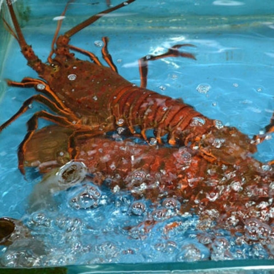 澳洲红龙龙大龙虾生鲜鲜活冻净含量1000g任君手工食品制作