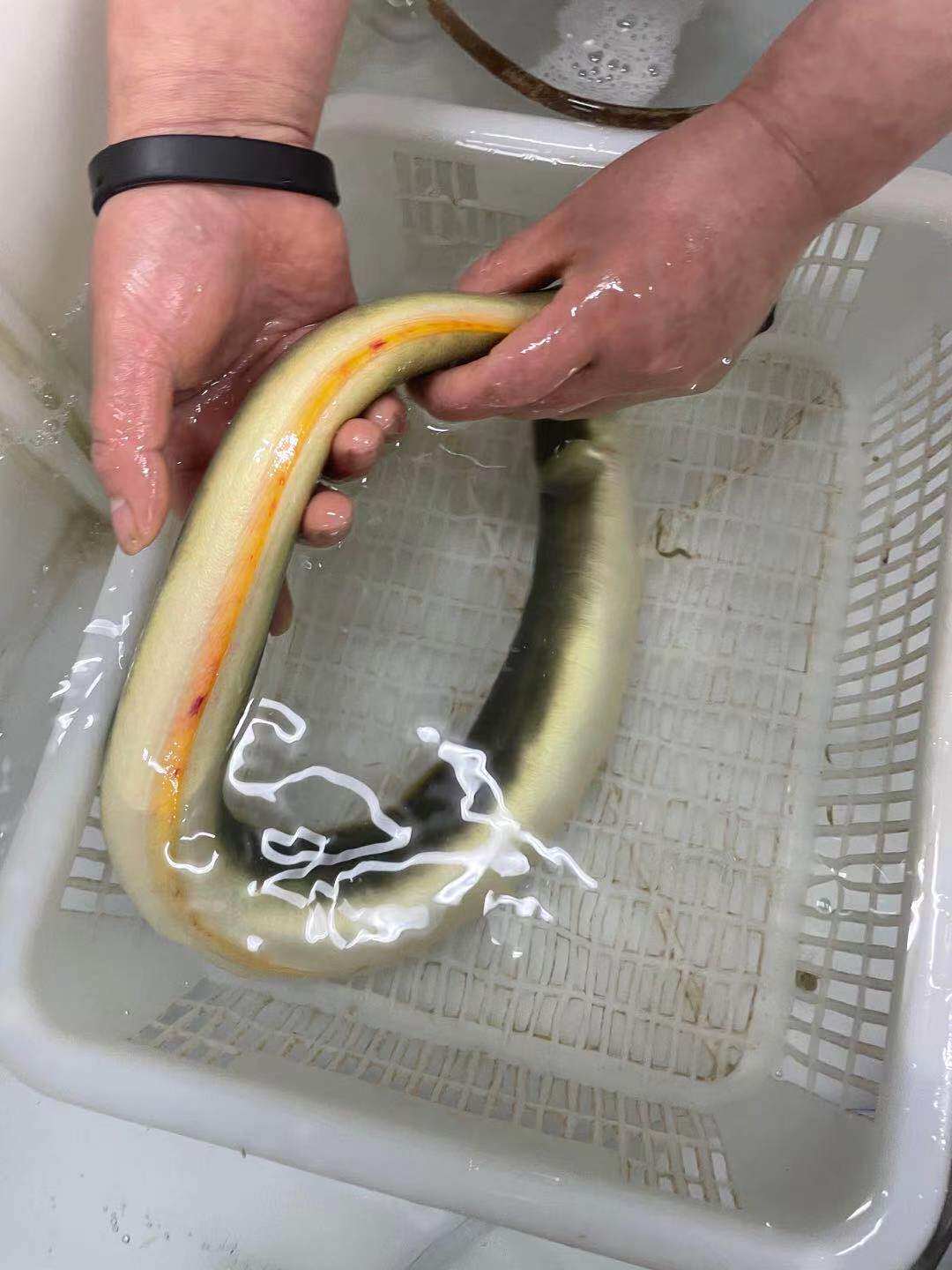 鳗鱼千岛湖小河鳝鱼白鳝鱼野外活体淡水正宗新鲜淡水鱼类