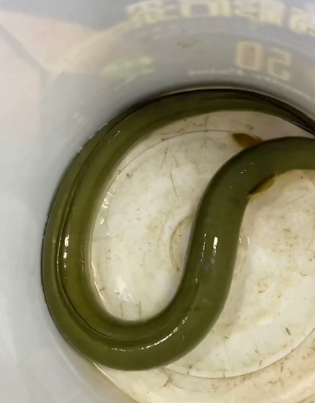 千岛湖白鳝鱼活到整条包鳝鱼淡水野生湖鲜活鳗鱼新鲜淡水鱼类