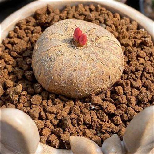 大戟尚野园艺狼毒玫瑰一物一拍稀有快根多肉多肉植物