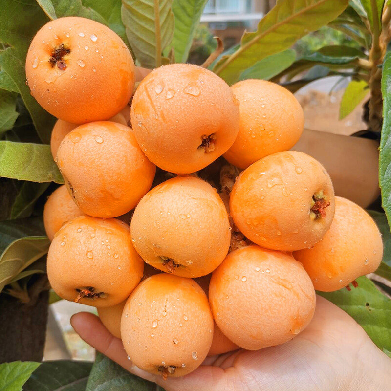 枇杷四川攀枝花米易特中当季现摘新鲜水果整箱枇杷