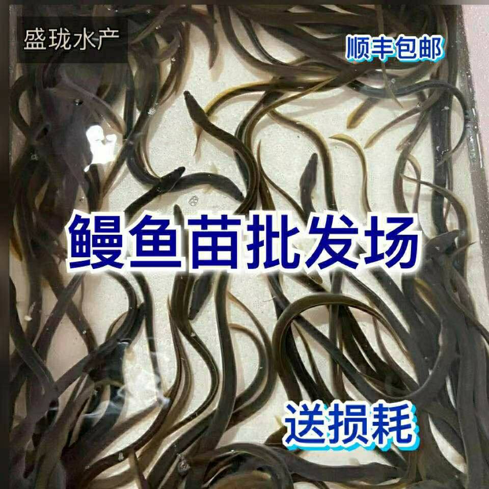鱼苗鳗鱼活体淡水养殖白鳝美洲鳗苗花鳗鱼
