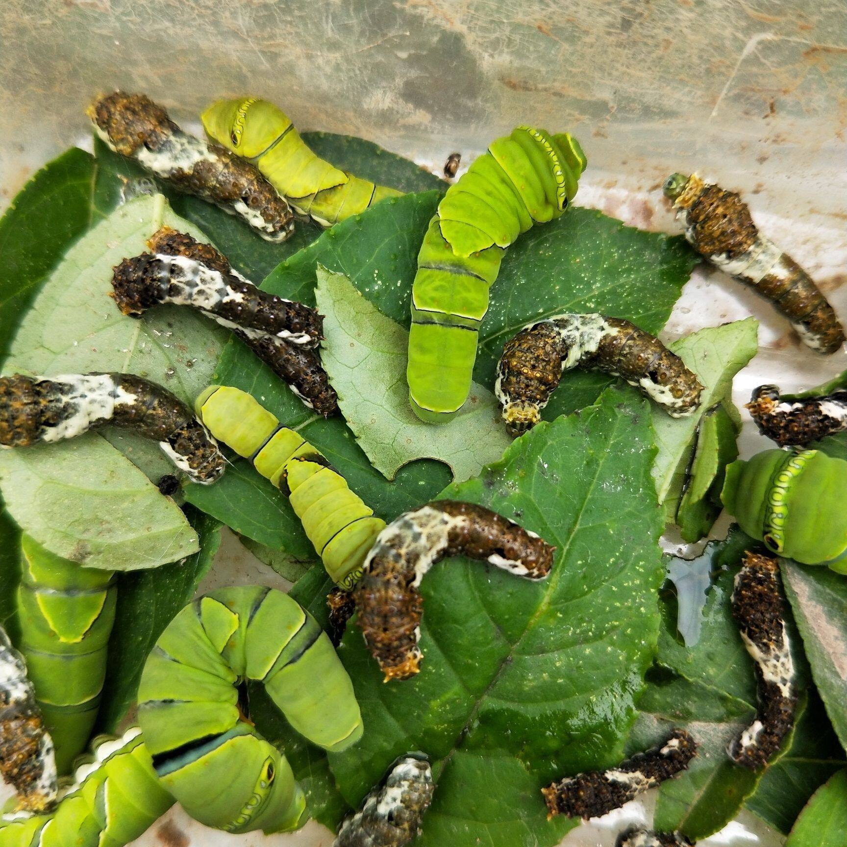 蝴蝶幼虫活体饲养套餐蚕宝宝毛毛虫糖宝特色爬宠