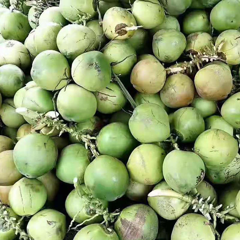 椰子海南现摘新鲜带皮8个装椰青绿绿皮孕妇椰青