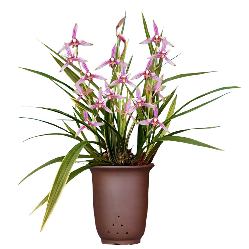 天地之华金边兰花盆栽四季兰草名贵浓香香型国兰