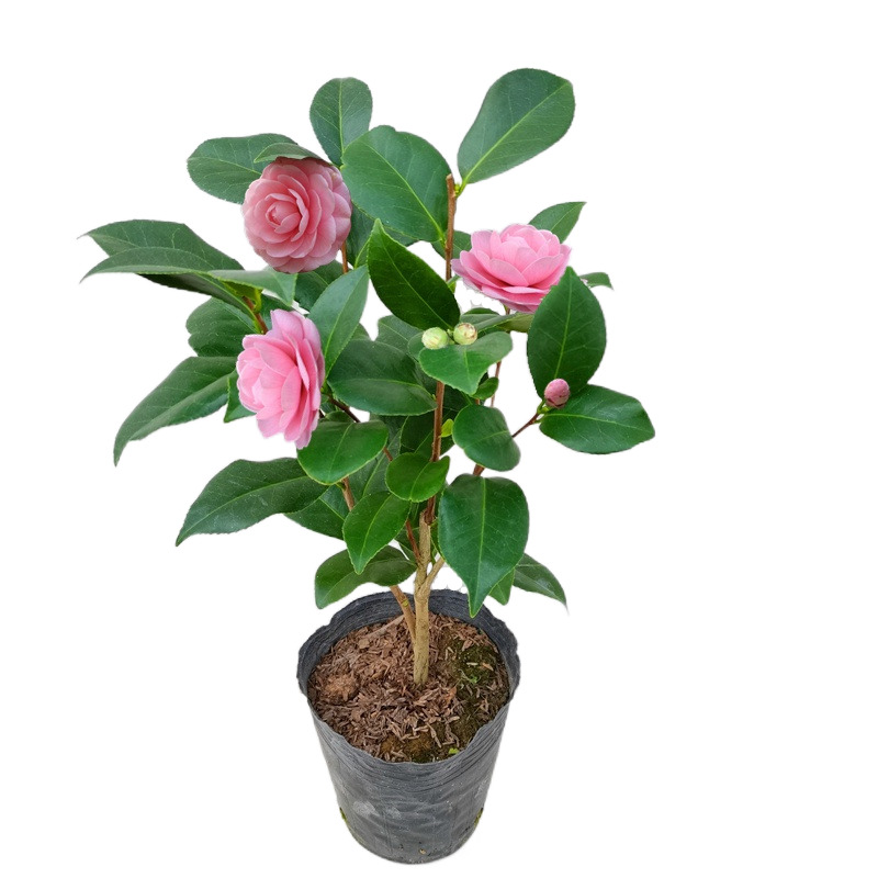 宫粉茶花盆栽小桃桃红花苞当年开花室内阳台花卉