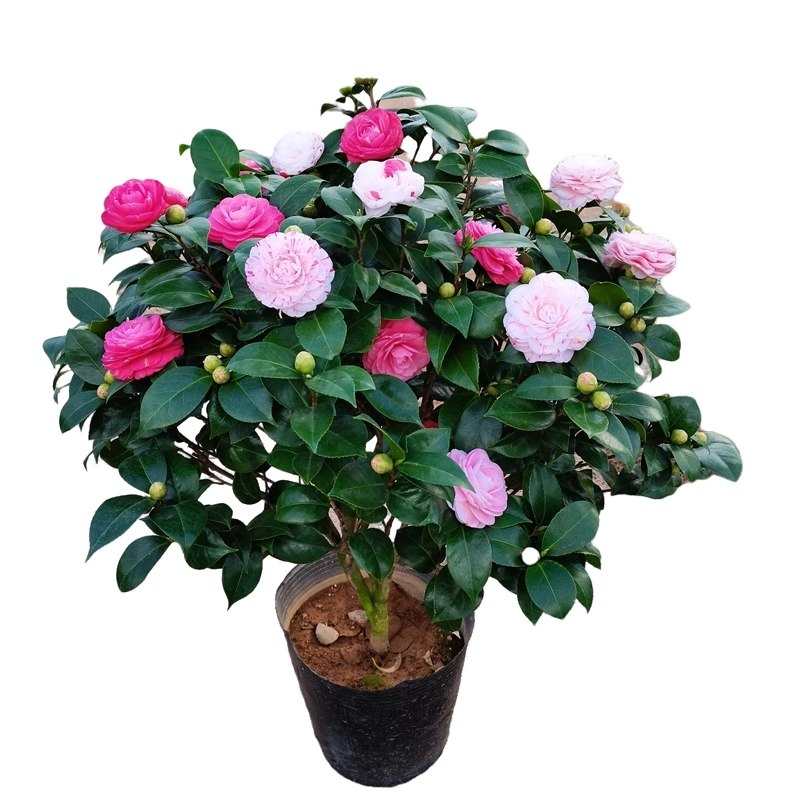 十八学士茶花盆栽树苗白底粉红红多色带花苞时令草本花卉