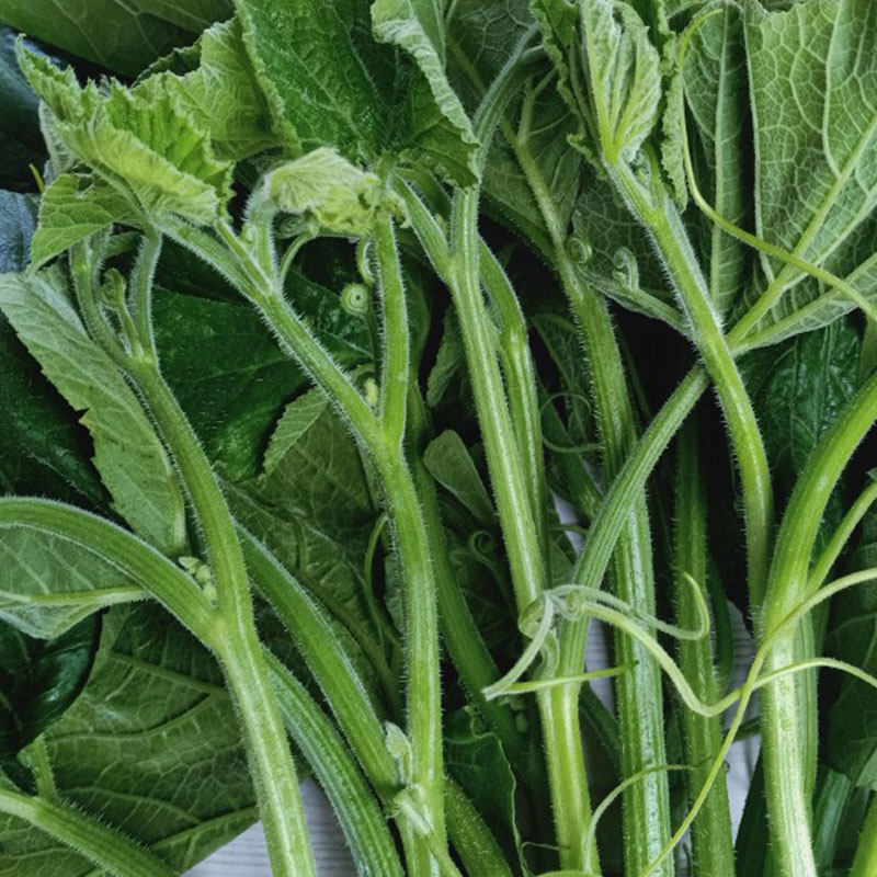 南瓜云南农家新鲜蔬菜苗非佛手瓜尖现摘冷链其它