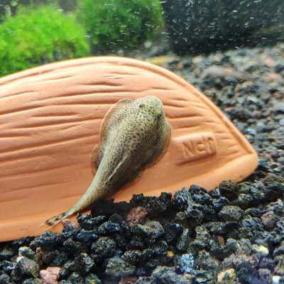 吃屎清道夫小型热带鱼垃圾冷水冷水鱼鱼缸清洁工观赏鱼