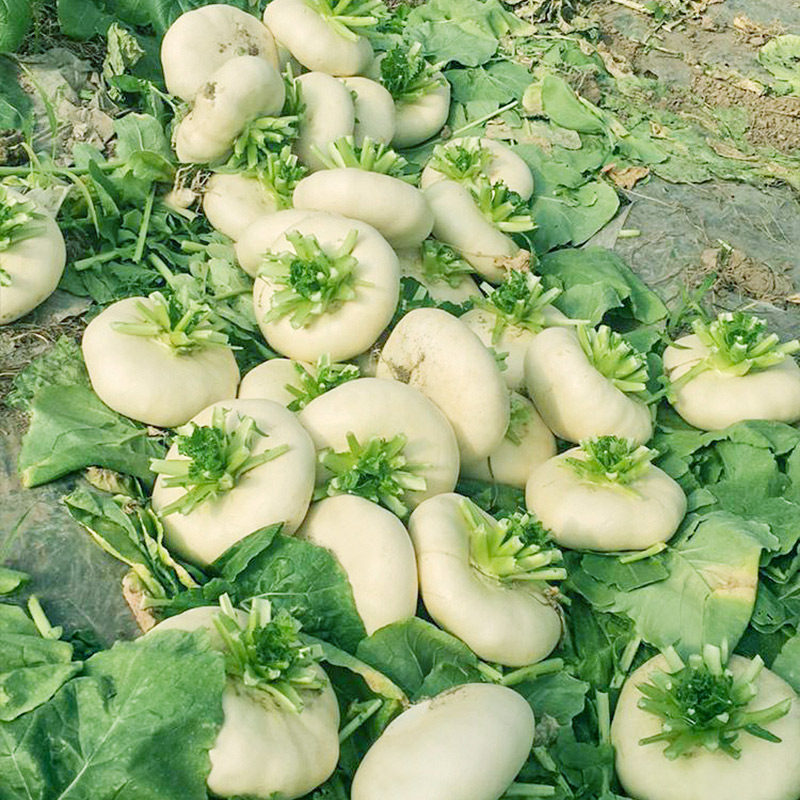 盘菜玉环蔬菜农家秋冬季菜籽盘菜头种籽白玉盘温州家庭园艺种子