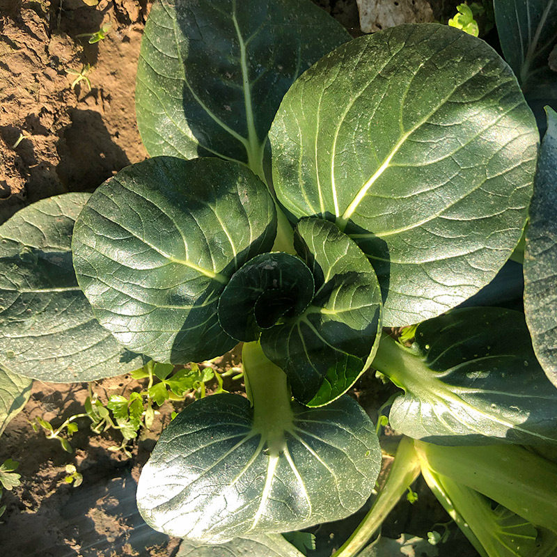 黑叶头青菜黑大头油亮油菜种籽矮脚苏州青高产阳台盆栽基地种植 - 多