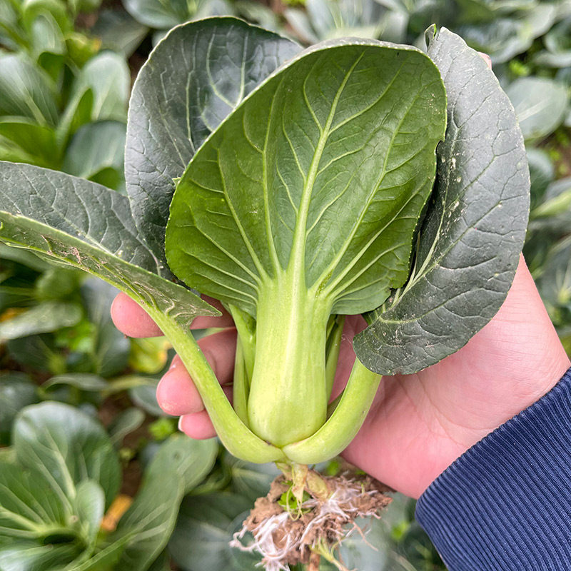 黑叶头青菜黑大头油亮油菜种籽矮脚苏州青高产阳台盆栽基地种植 - 多