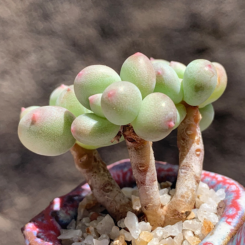 多肉绿苹果奶酪植物稀有品种罕见老桩群生进口多肉植物