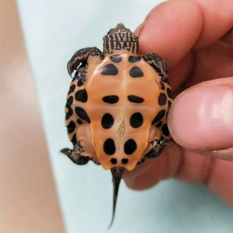 龟苗韶关黑黑杂花活物颈花花龟招物龟宠财风水龟