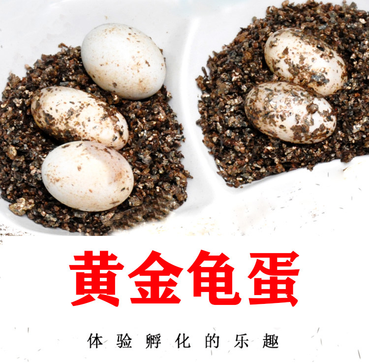 乌龟蛋可孵化受精卵便宜小乌龟鳄龟火焰招财冷水龟