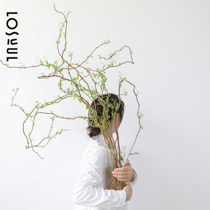 好养鲜切龙柳大型水培植物鲜枝四季室内水养绿植