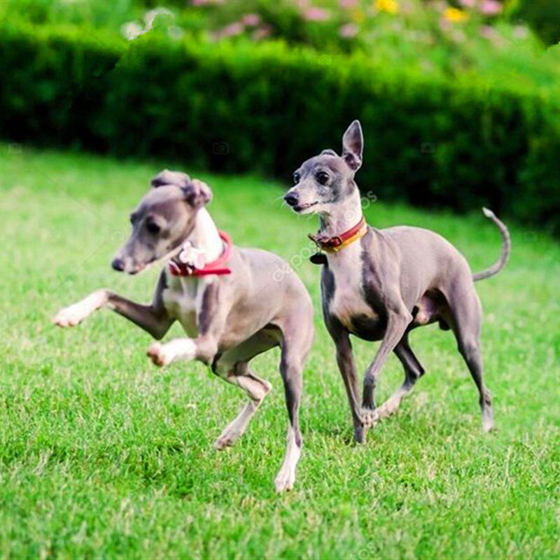 特犬幼犬灵缇犬比猎兔格力小型细犬惠比惠比特畜牧