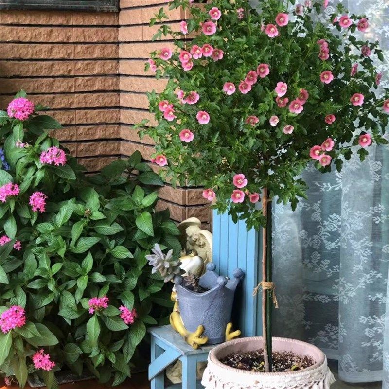 小木槿棒棒糖盆栽花卉庭院阳台四季开花多年生植物时令草本花卉