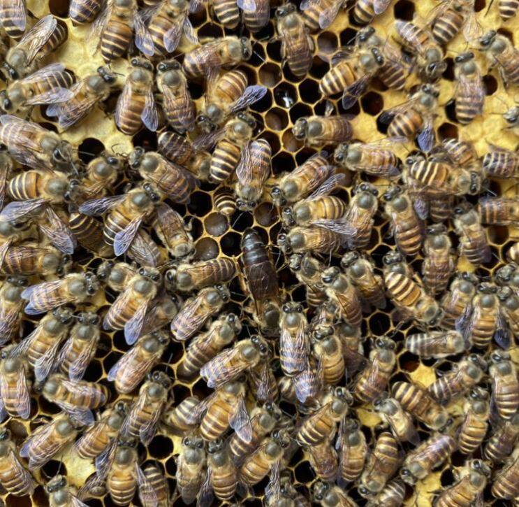 🐝中蜂蜂王种c王活体阿坝高产卵新王双色开产王土蜜蜂红背王仓王蜂