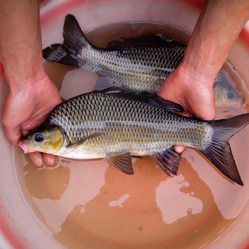 鲤鱼岩鲤岩原鲤黑墨鲤原生高档食用观赏淡水鱼