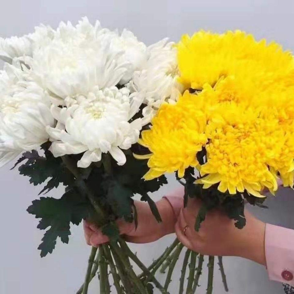 清明菊花花黄白菊中元节祭奠花束追悼拜佛种植追悼