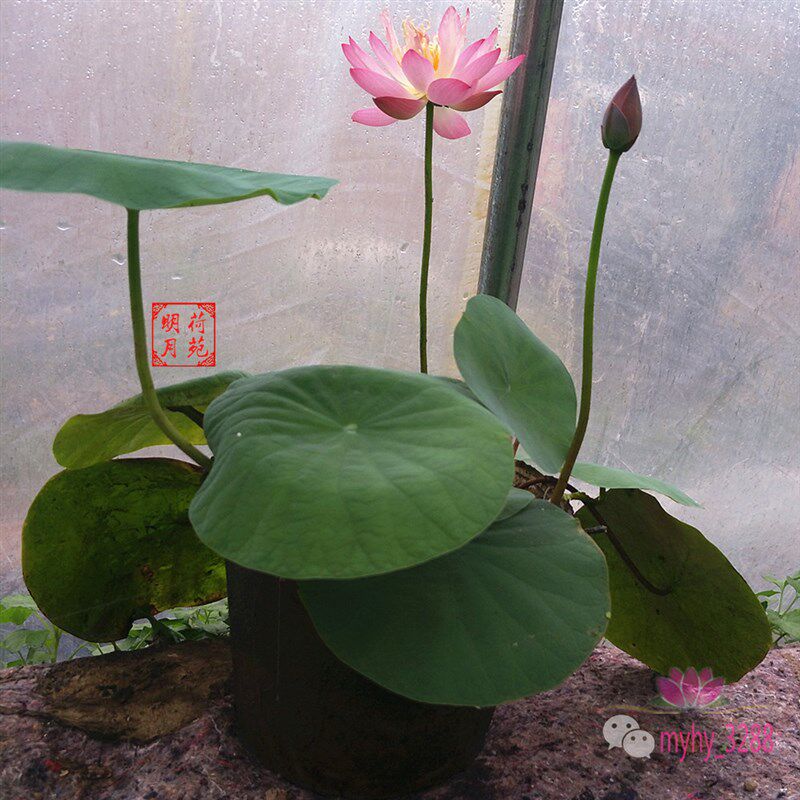 观花星火种藕微型碗莲盆栽荷花阳台植物水生花卉