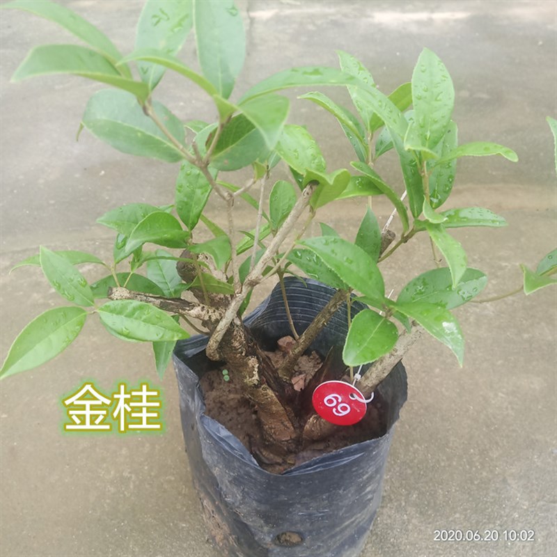 花卉盆栽矮桩桂花盆景金桂四季桂室内外阳台浓香型绿植天香台阁