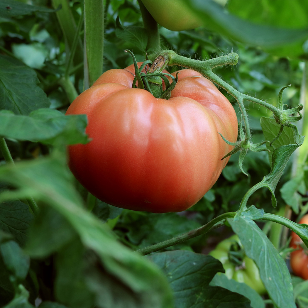 番茄沙瓤新鲜自然生吃西红柿牛心味道品种番茄
