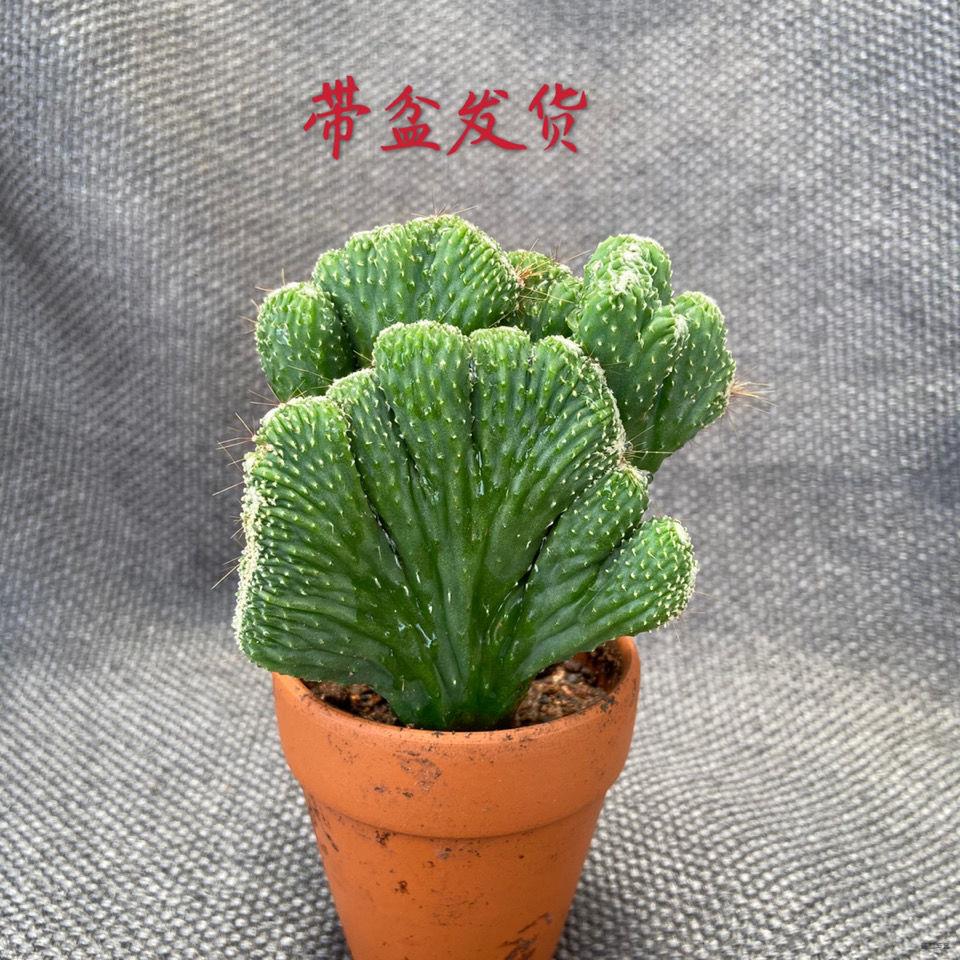 五指山仙人掌超大山影仙人招财室内小盆盆栽防辐射多肉植物