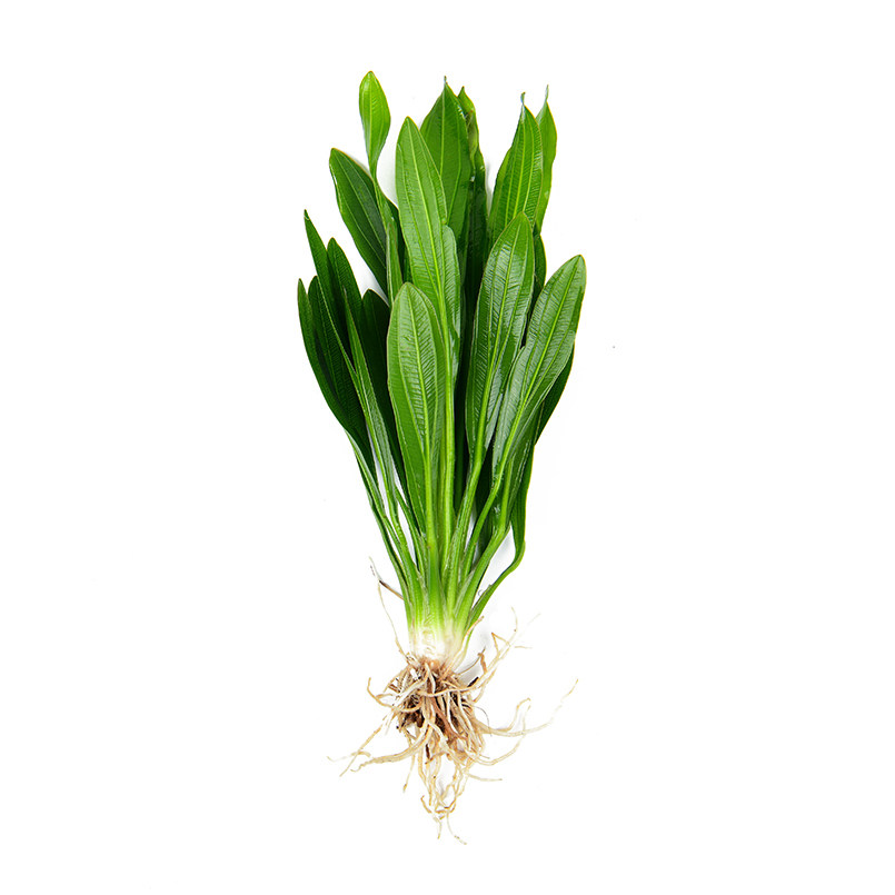 大叶叶绿九冠鱼缸造景阴性水草懒人淡水活体水草