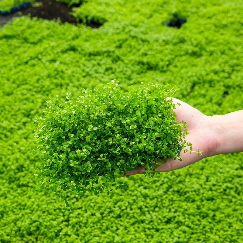 珍珠前景水草爬地阴性淡水大小鱼缸植物造景水草