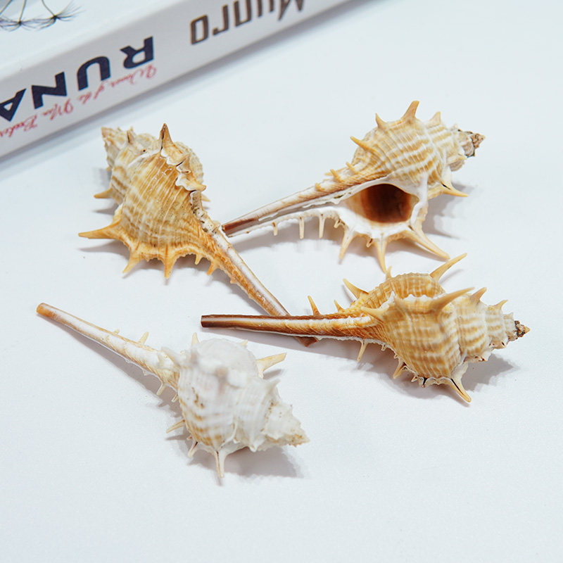 天然海螺刺骨螺壳家居装饰摆件寄居水族造景贝壳海螺