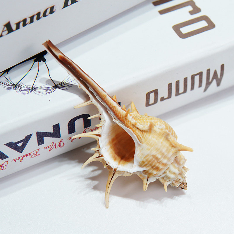 天然海螺刺骨螺壳家居装饰摆件寄居水族造景贝壳海螺