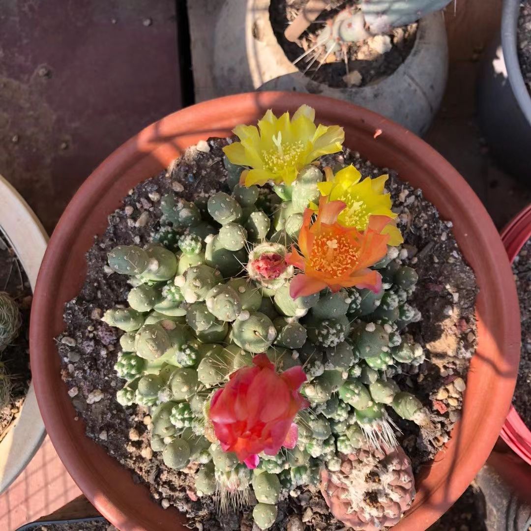 团扇罗西安娜仙人球多植物开花桌面绿植花卉多肉植物