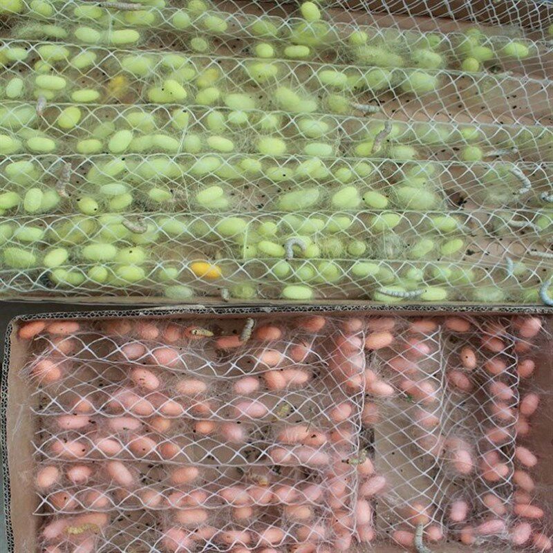 结茧架蚕宝宝清理网网眠网滤沙卫生饲养网小网大塑料网