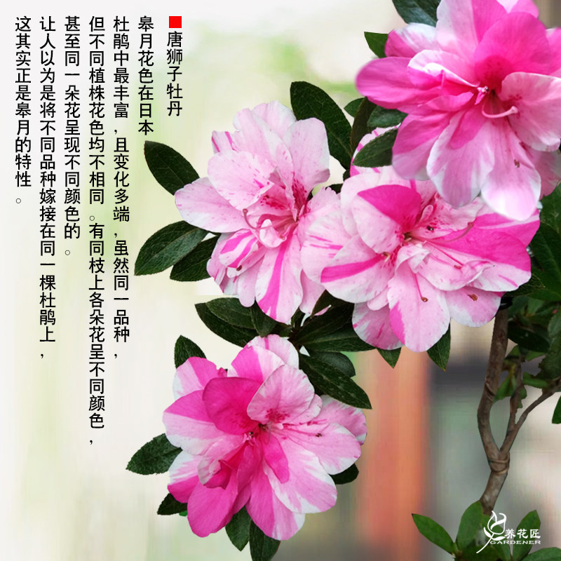 唐狮子稀有耐寒室内外树苗盆景老桩名贵杜鹃皋月时令草本花卉