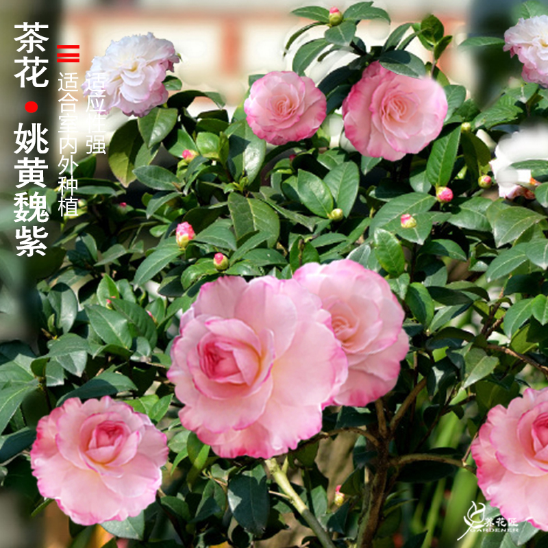 姚黄魏紫精品山茶花盆栽树苗稀少名贵品种老桩花卉时令草本花卉