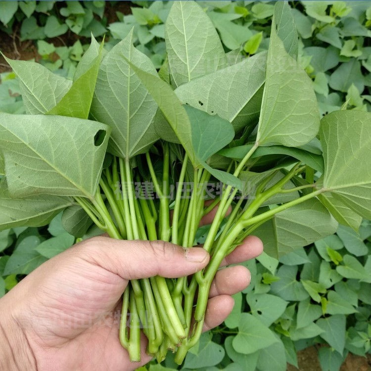 食叶型福薯台湾山芋叶子专吃番薯18号红薯种苗家庭园艺种子