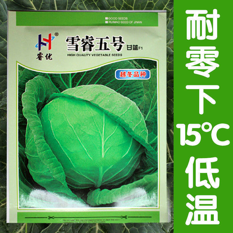 种子雪睿五号甘蓝结球包心菜白菜春秋秋季四季家庭园艺种子