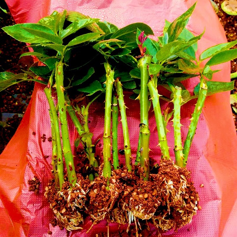 云南可食用玫瑰玫瑰花花苗滇红大马士革浓香香型花卉花卉