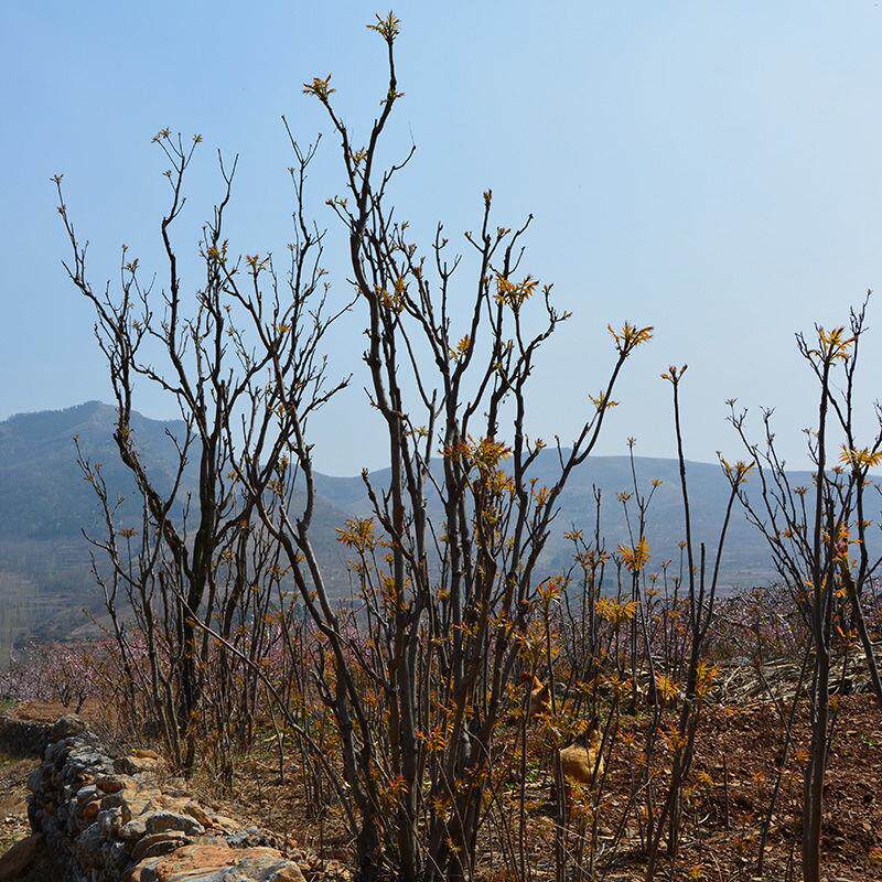 香椿头茬露天沂蒙山山东2021腌制咸菜下饭饭菜腌制