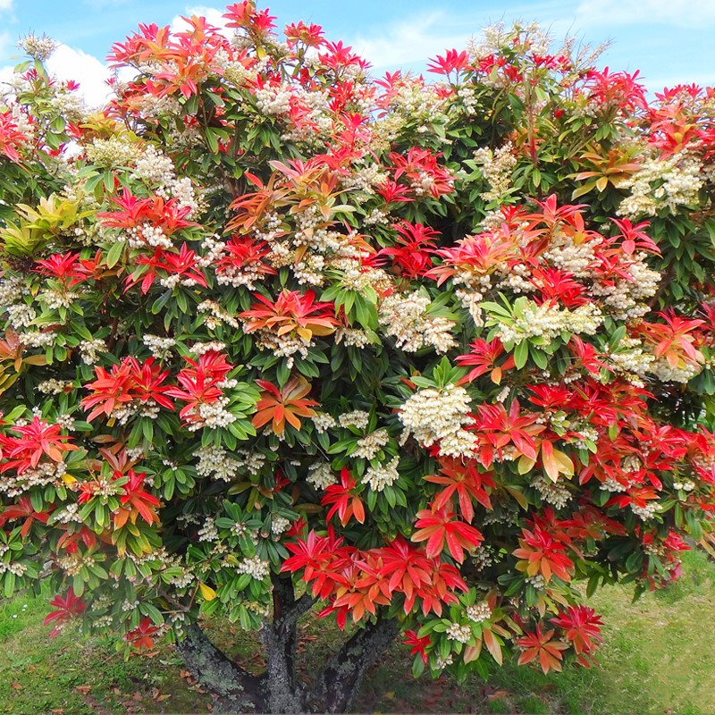 马醉木树苗带根耐寒喜阴北方室外庭院灌木常绿花卉