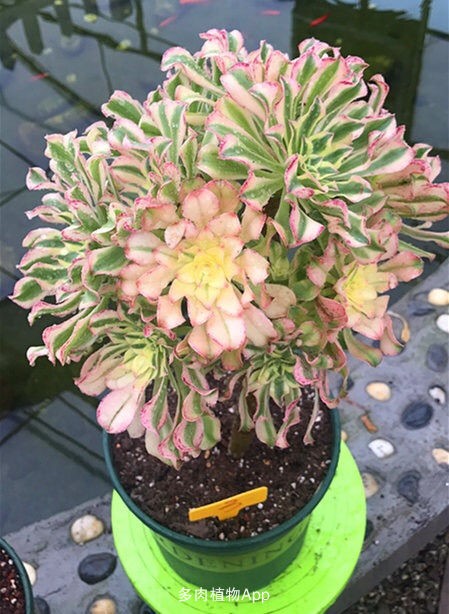 法师锦艳日伞多肉植物阳台办公室内桌面花卉绿植盆z栽超大多头  价格