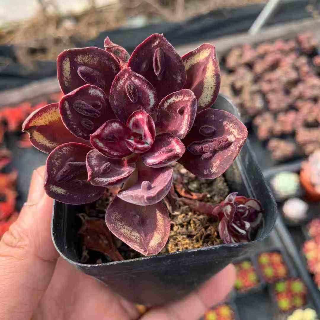 叶红龙骨红司小老桩多肉植物办公办公室室内阳台多肉植物